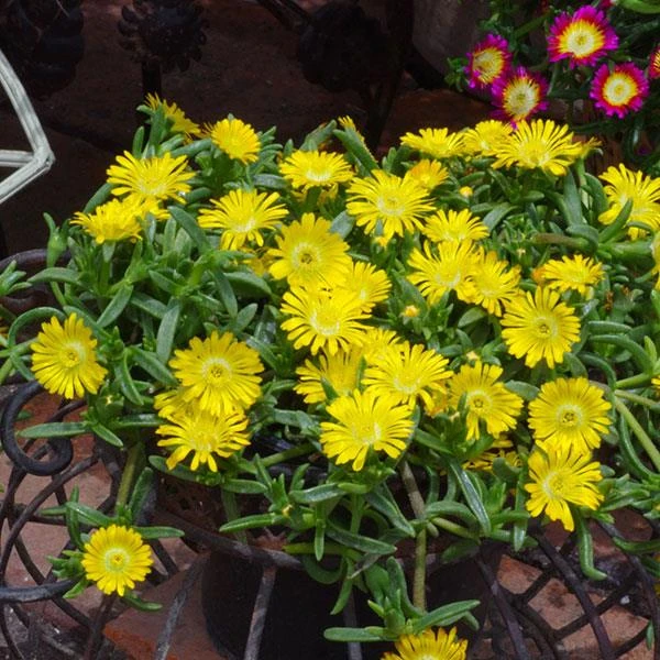 Wheels Of Wonder® Golden Wonder Ice Plant - Image 3