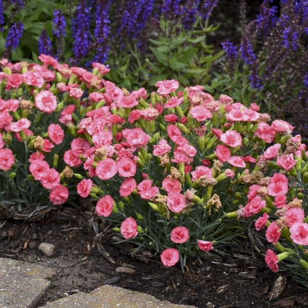 Fruit Punch® 'Classic Coral' Dianthus - Image 4