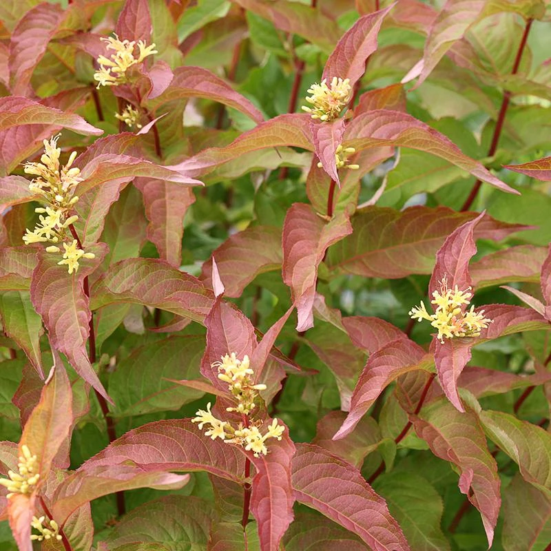 Kodiak® Orange Diervilla - Image 2