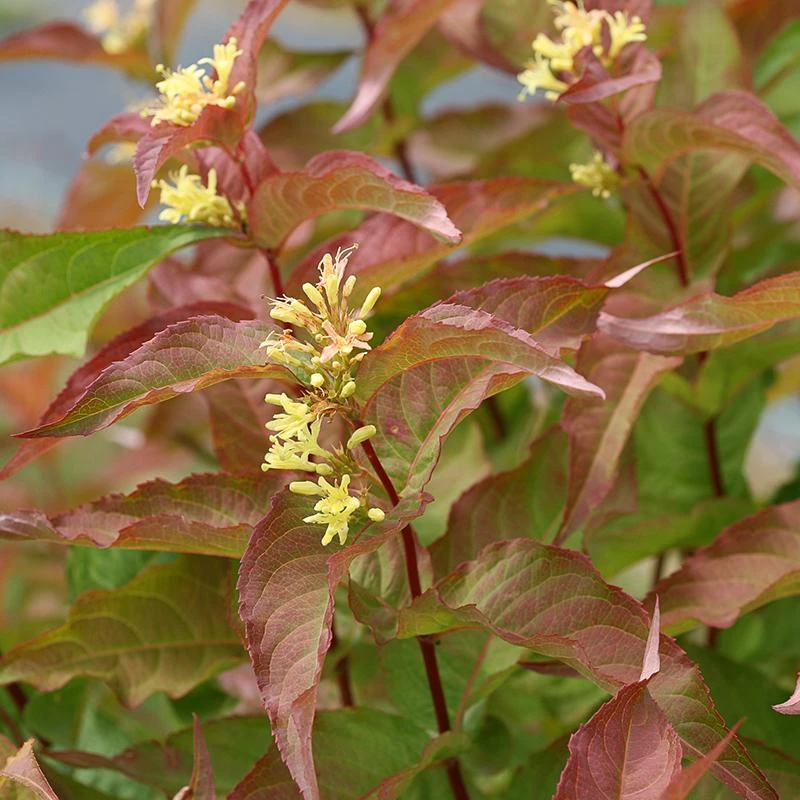 Kodiak® Orange Diervilla - Image 3