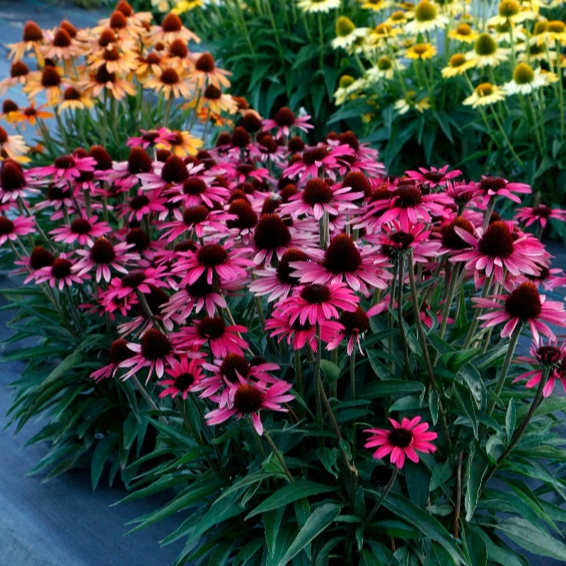 Dark Shadows™ 'Wicked' Coneflower - Image 2
