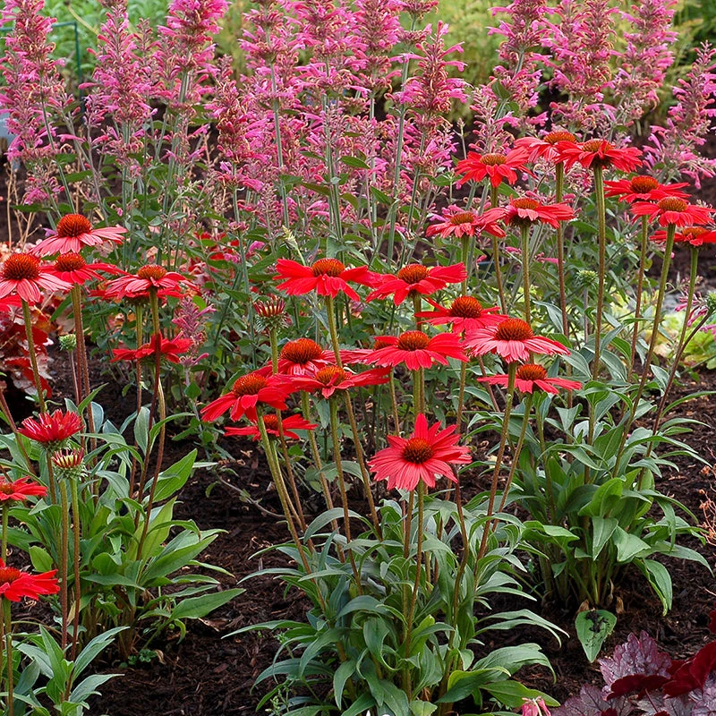 Kismet® Red Coneflower - Image 2