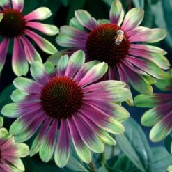 'Sweet Sandia' Coneflower