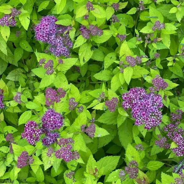Double Play® Dolly™ Spirea - Image 4