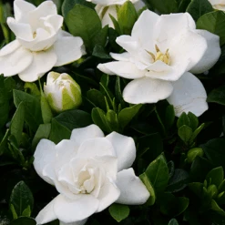 Steady As She Goes™ Gardenia