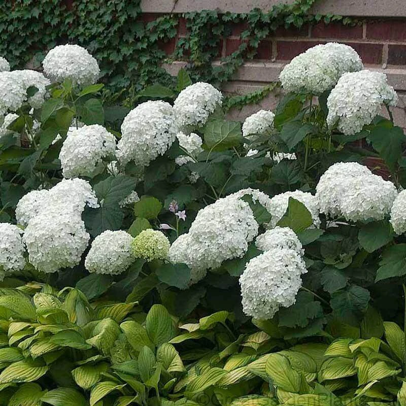 'Annabelle' Smooth Hydrangea - Image 3