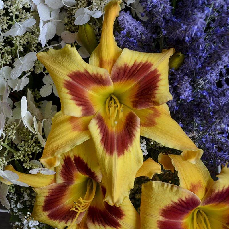 Rainbow Rhythm® 'Tiger Swirl' Daylily - Image 5