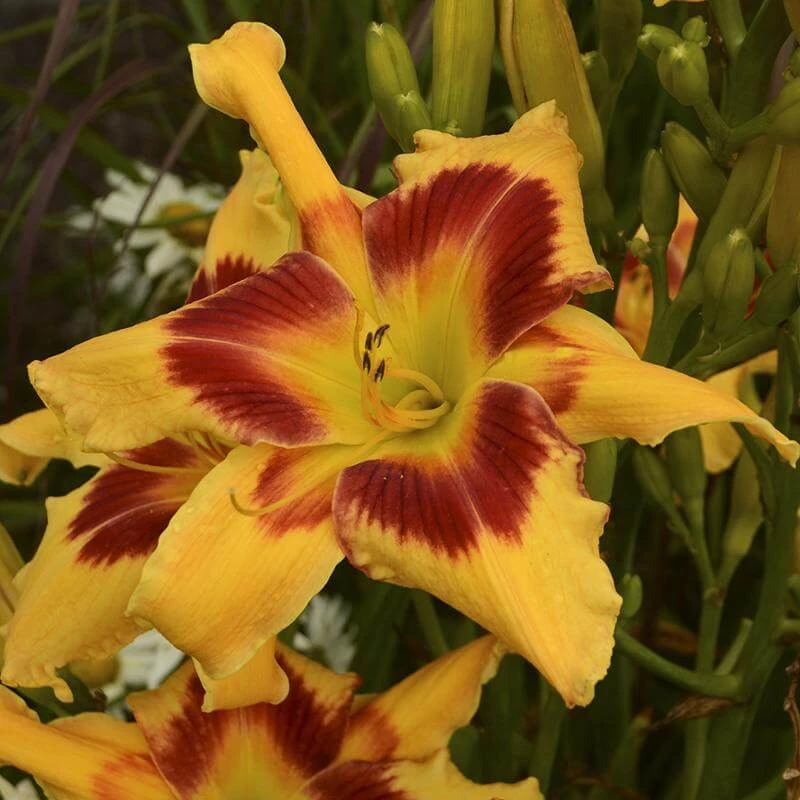 Rainbow Rhythm® 'Tiger Swirl' Daylily - Image 2