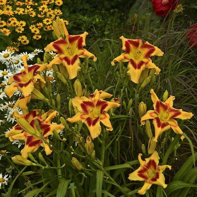 Rainbow Rhythm® 'Tiger Swirl' Daylily - Image 3
