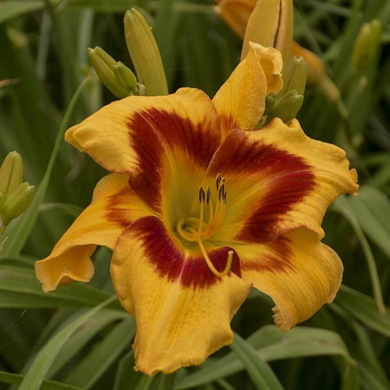 Rainbow Rhythm® 'Tiger Swirl' Daylily