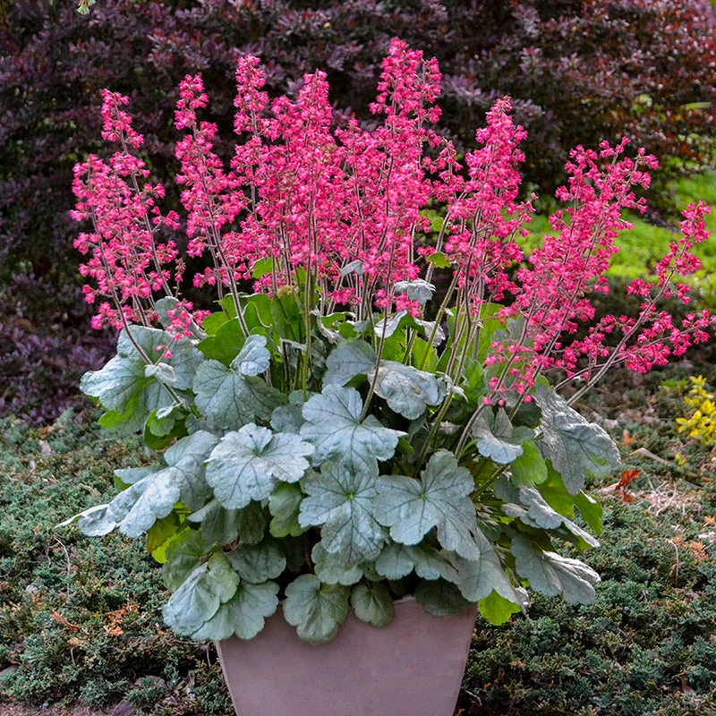 Dolce® 'Spearmint' Coral Bells