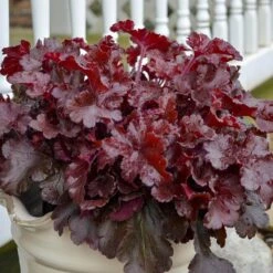 Dolce® 'Cherry Truffles' Coral Bells