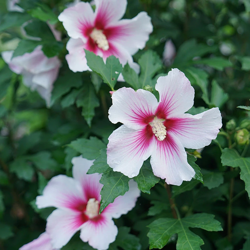 Paraplu Pink Ink® Rose Of Sharon - Image 2