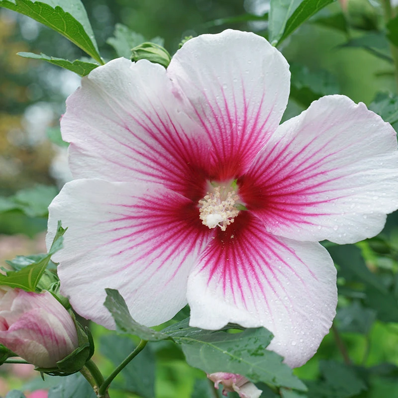 Paraplu Pink Ink® Rose Of Sharon - Image 4