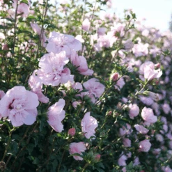 Pink Chiffon® Rose Of Sharon