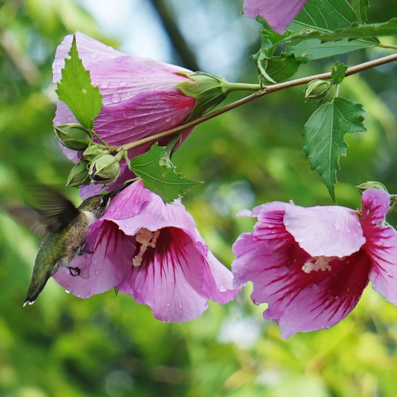 Purple Pillar® Rose Of Sharon - Image 3
