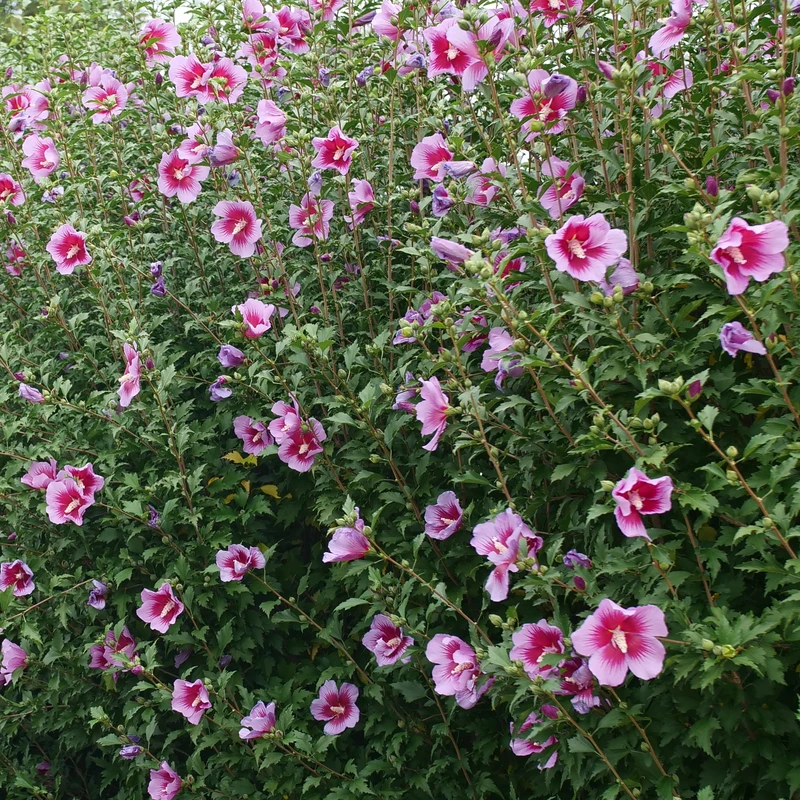 Purple Pillar® Rose Of Sharon - Image 4