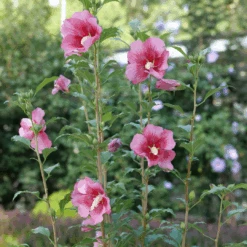 Red Pillar™ Rose Of Sharon