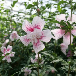 Starblast Chiffon™ Rose Of Sharon