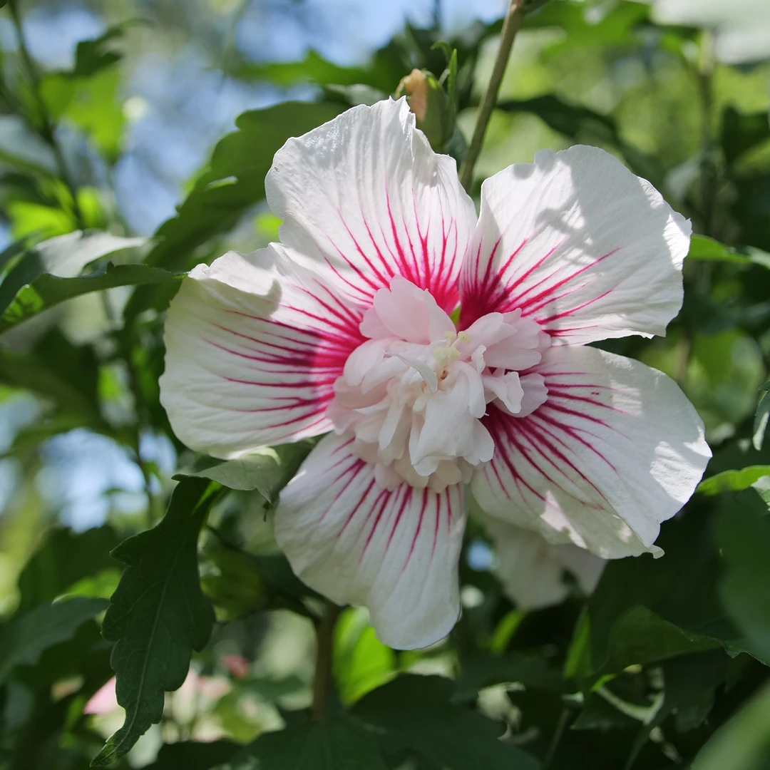 Starblast Chiffon™ Rose Of Sharon - Image 4