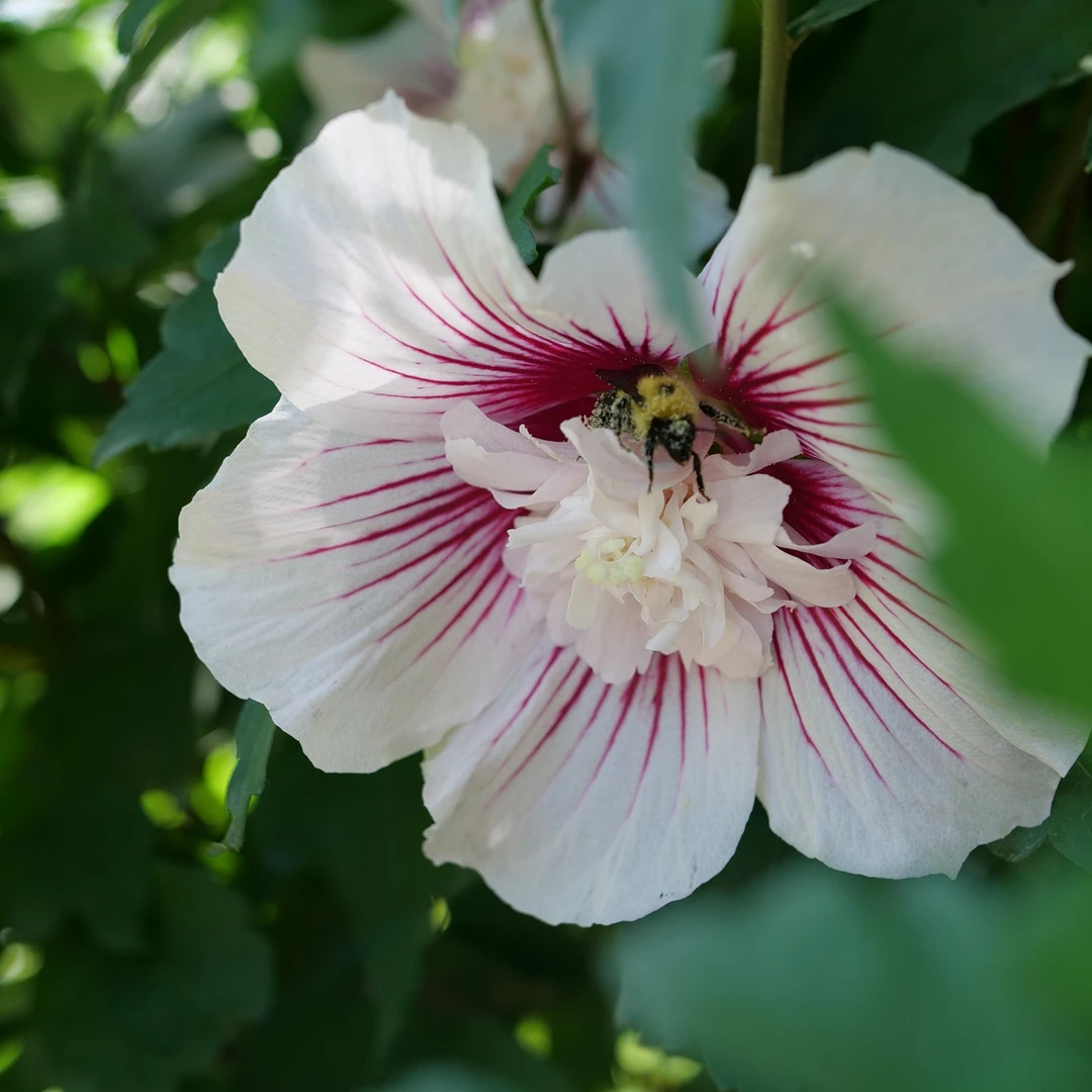 Starblast Chiffon™ Rose Of Sharon - Image 2