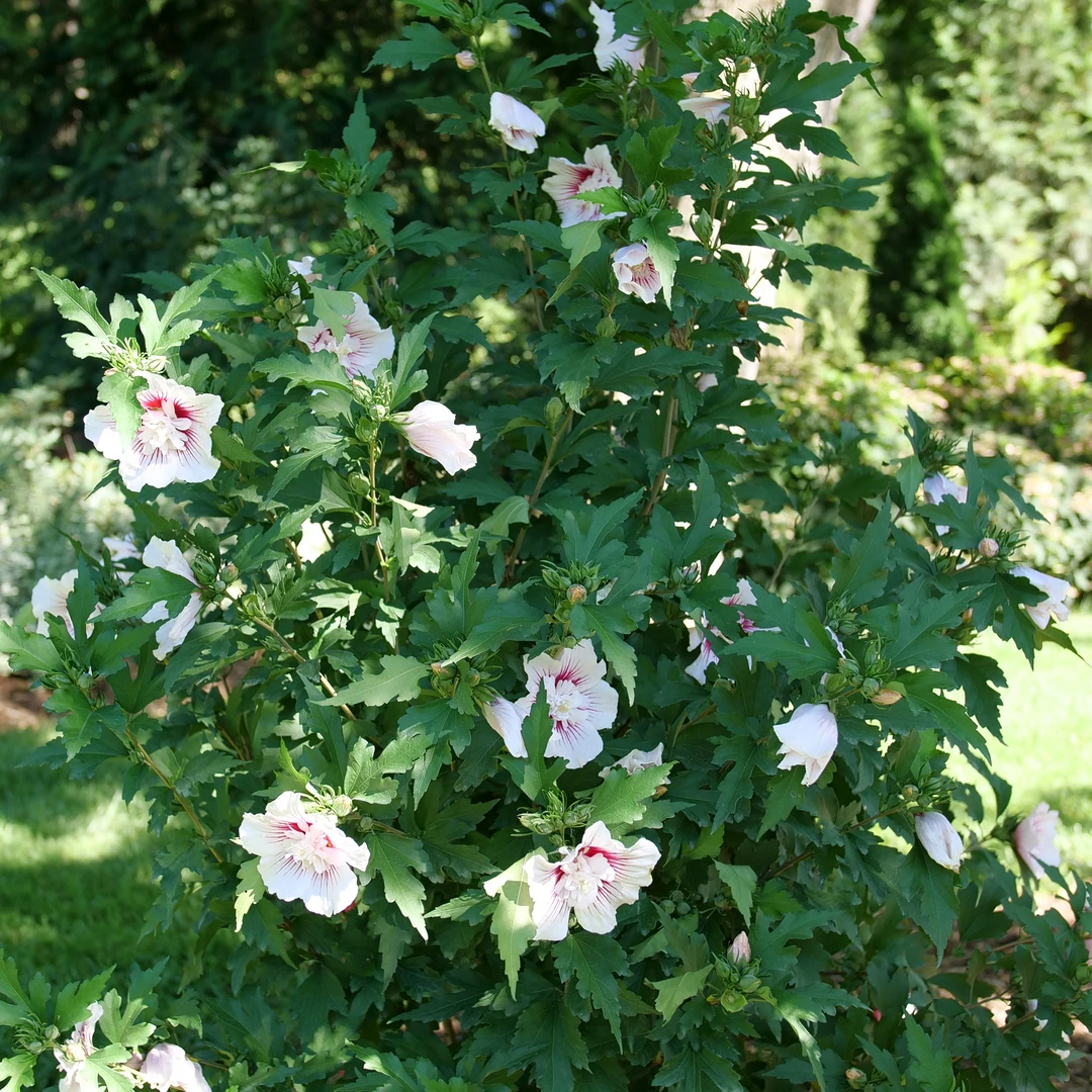 Starblast Chiffon™ Rose Of Sharon - Image 3