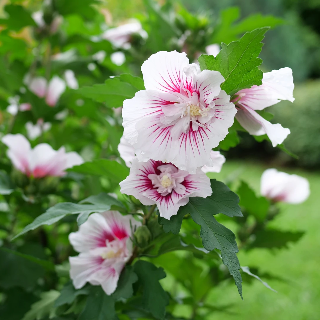 Starblast Chiffon™ Rose Of Sharon - Image 5