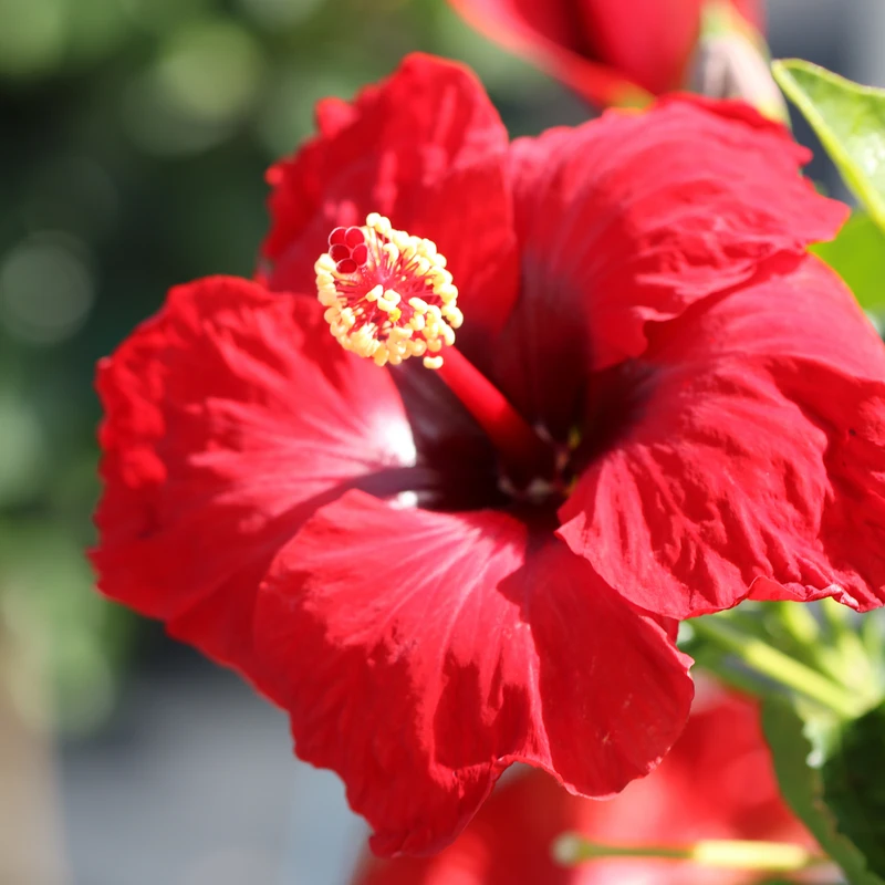 Hollywood Hibiscus™ Hot Shot™ Tropical Hibiscus - Image 2