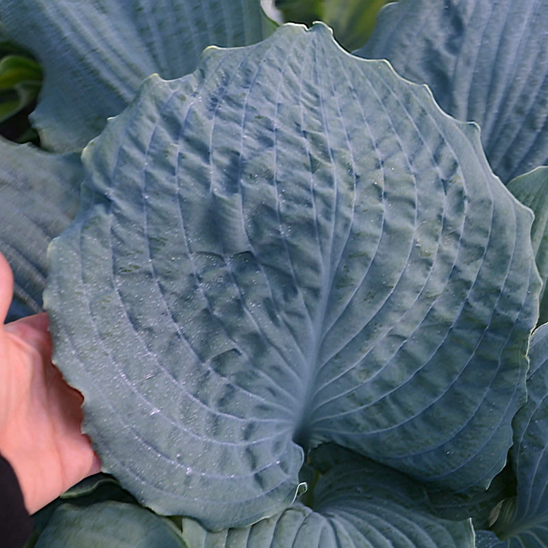 Shadowland® 'Diamond Lake' Hosta - Image 3