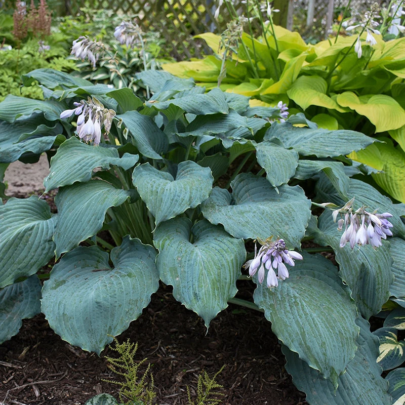 Shadowland® 'Diamond Lake' Hosta - Image 4