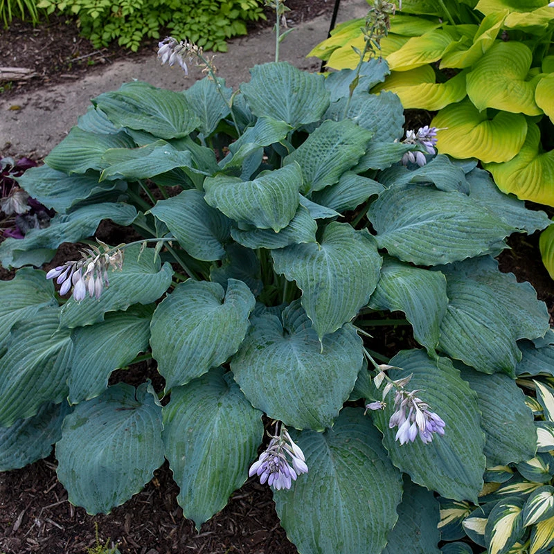 Shadowland® 'Diamond Lake' Hosta - Image 2