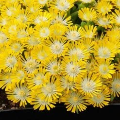 Hot Cakes® 'Banana Blast' Ice Plant
