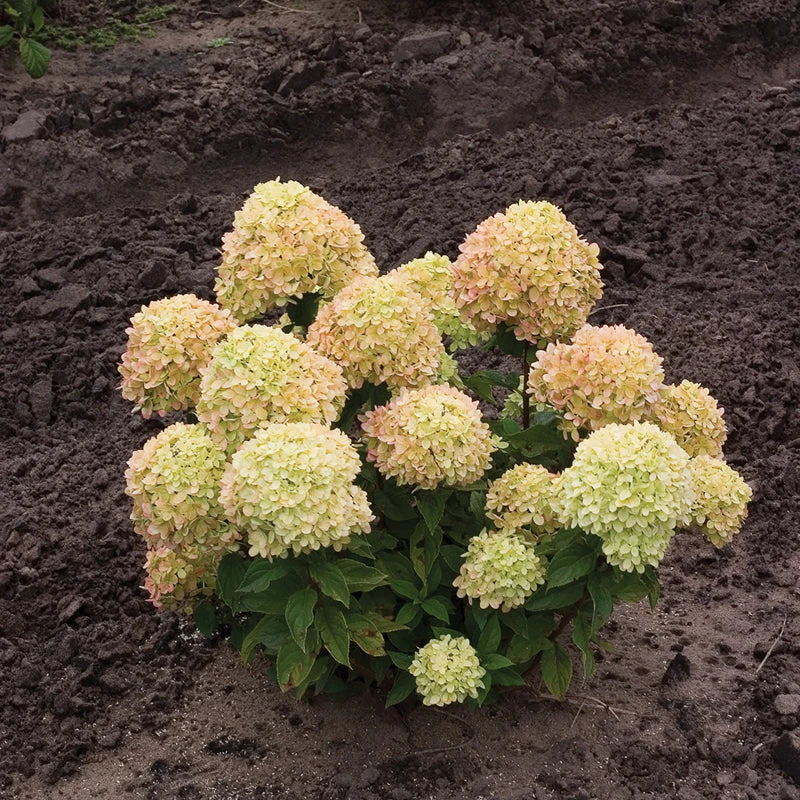 Little Lime® Panicle Hydrangea - Image 3