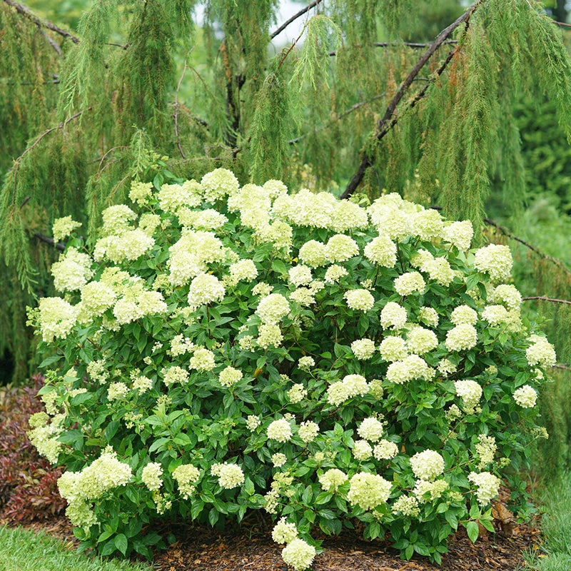 Little Lime® Panicle Hydrangea - Image 2
