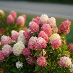 Zinfin Doll® Panicle Hydrangea
