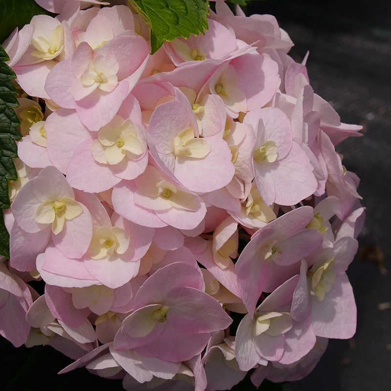 Wee Bit Innocent™ Bigleaf Hydrangea - Image 3