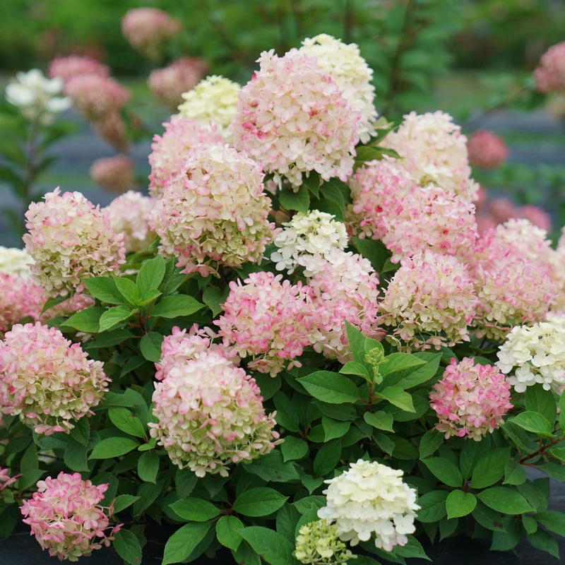 Fire Light Tidbit® Panicle Hydrangea - Image 3