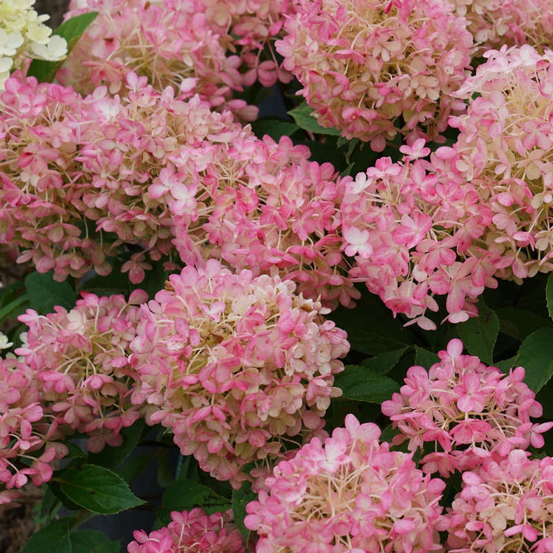 Fire Light Tidbit® Panicle Hydrangea - Image 2