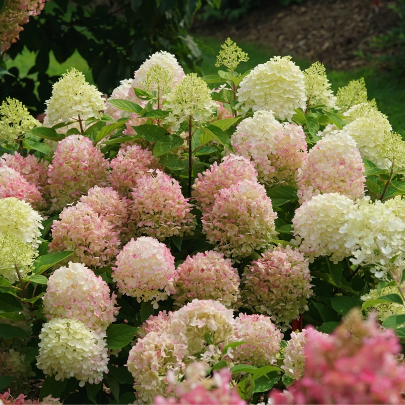 Fire Light Tidbit® Panicle Hydrangea - Image 4