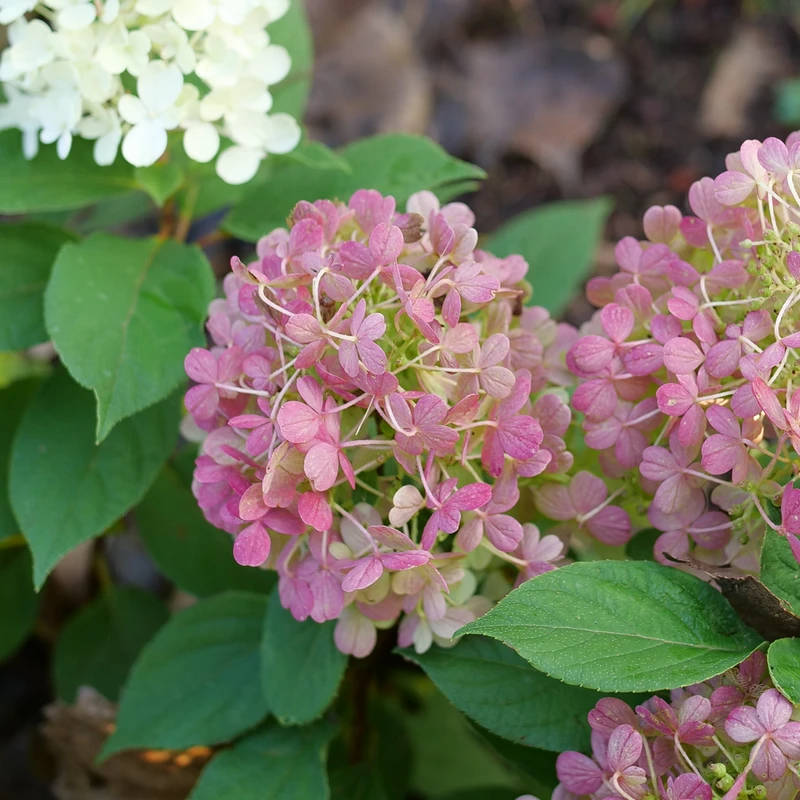 Fire Light Tidbit® Panicle Hydrangea - Image 5