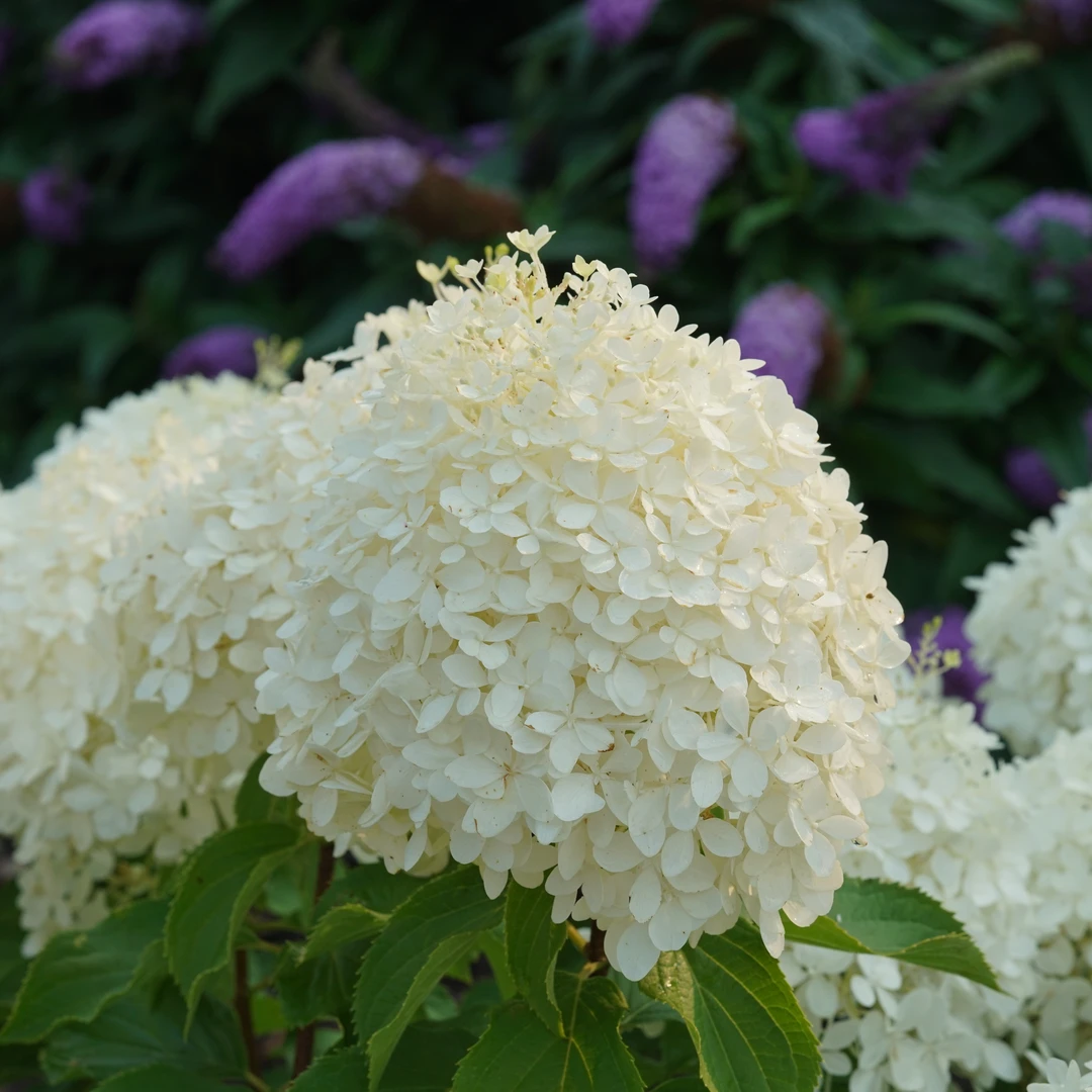 Puffer Fish® Panicle Hydrangea - Image 2