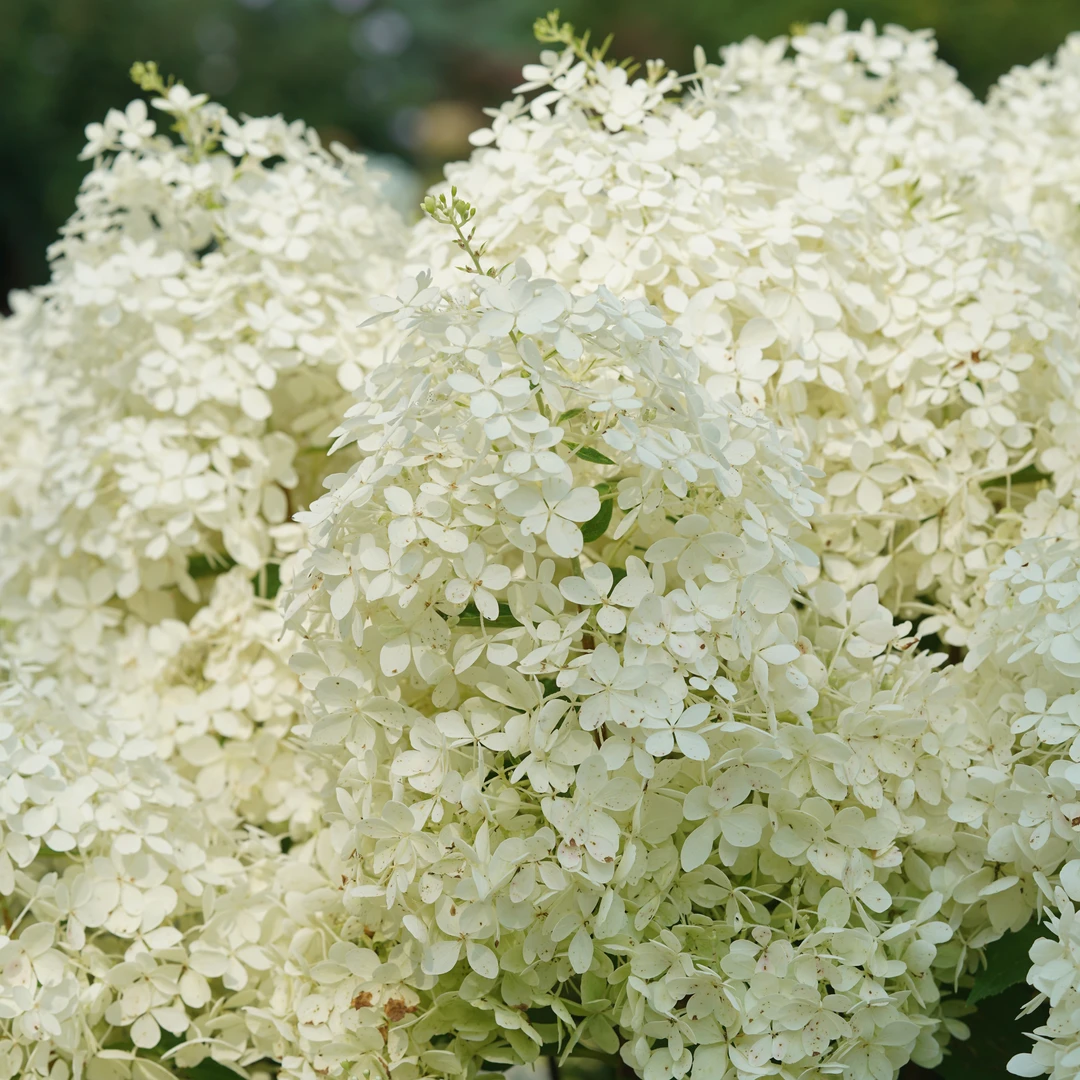 Puffer Fish® Panicle Hydrangea - Image 3