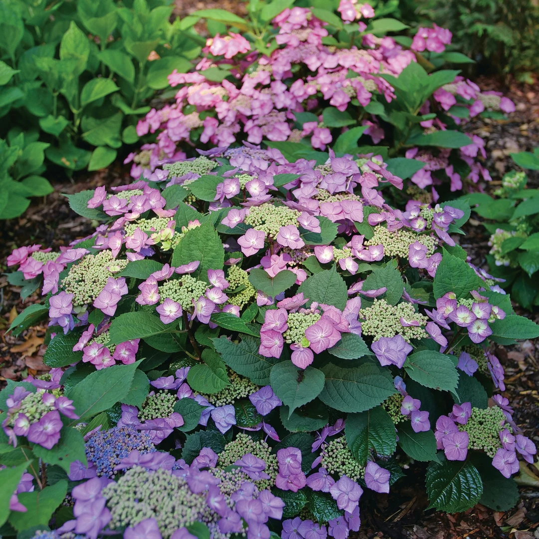 Tuff Stuff Top Fun™ Mountain Hydrangea - Image 3