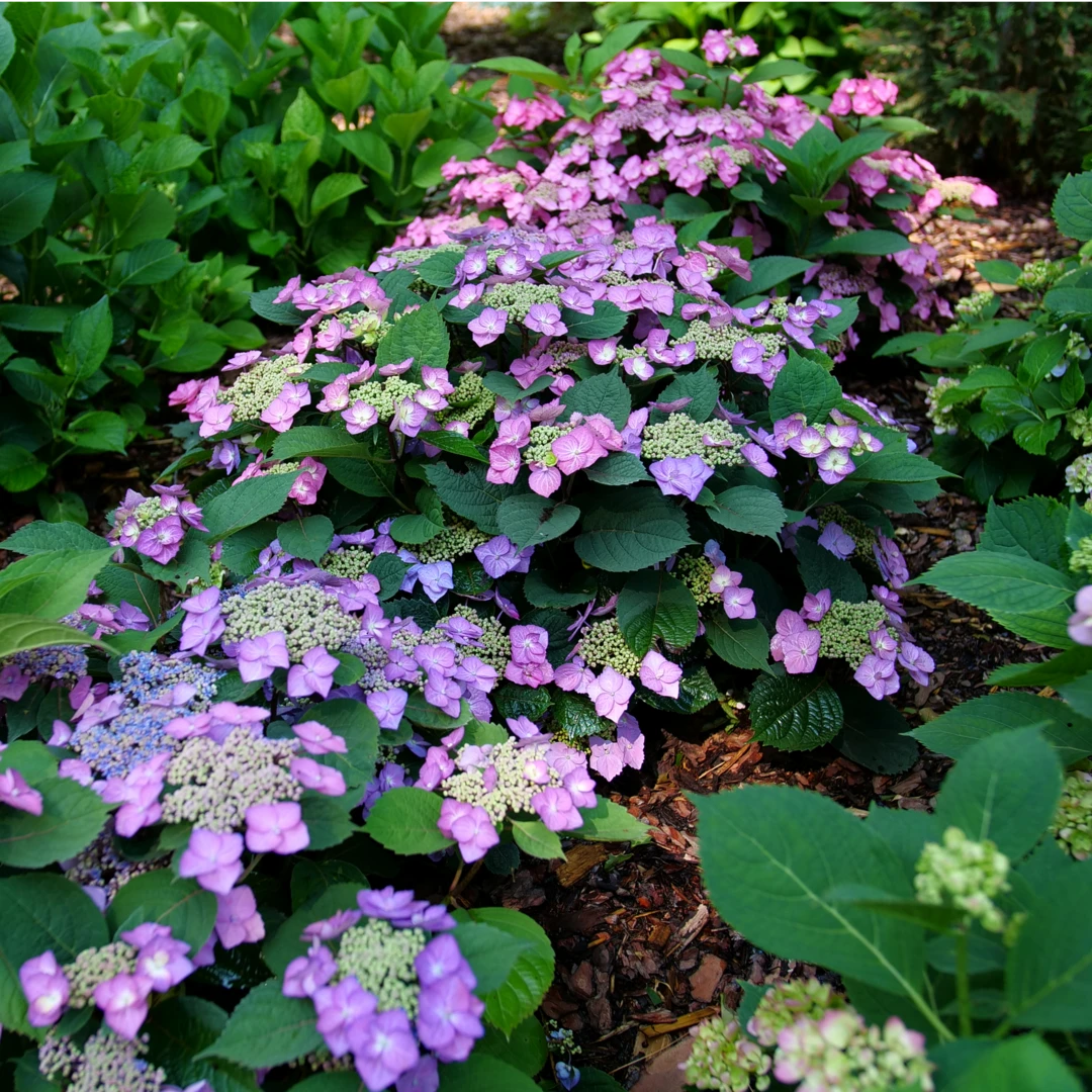 Tuff Stuff Top Fun™ Mountain Hydrangea - Image 4