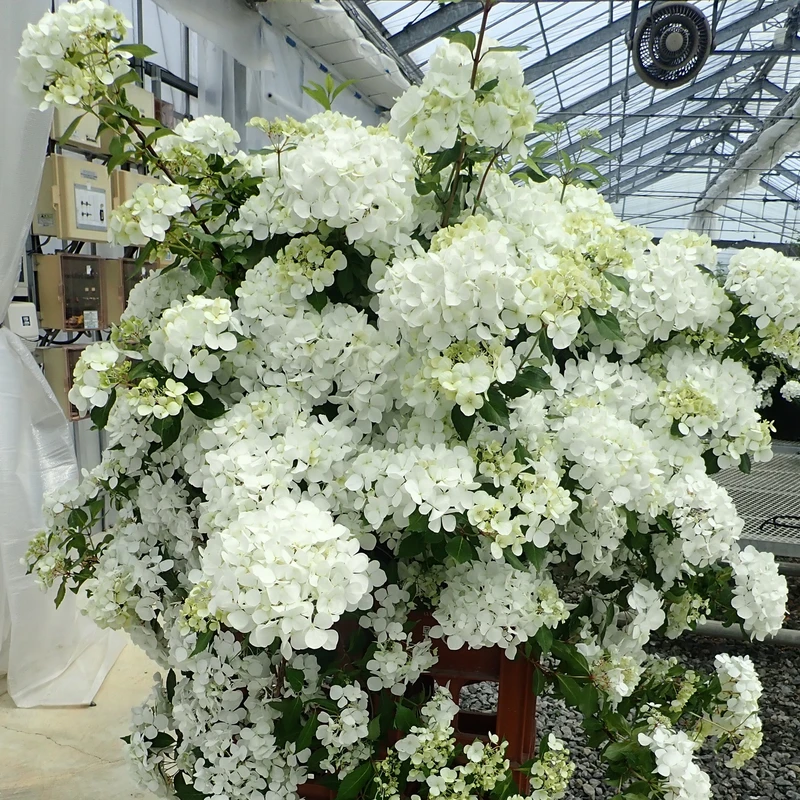Fairytrailâ„¢ White Cascade Hydrangea - Image 3