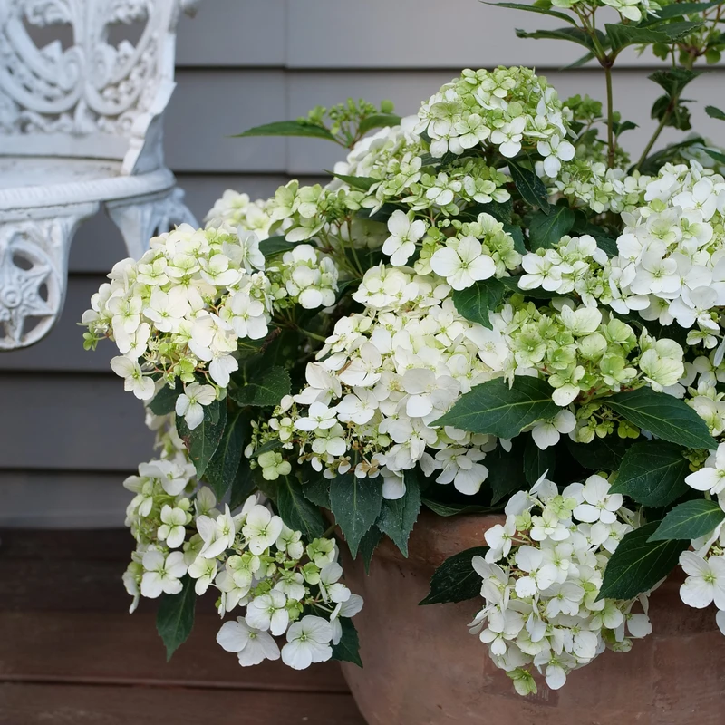 Fairytrailâ„¢ White Cascade Hydrangea