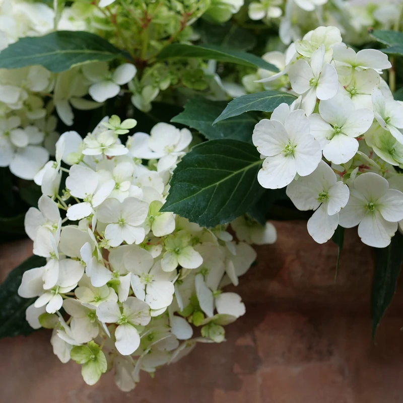 Fairytrailâ„¢ White Cascade Hydrangea - Image 2