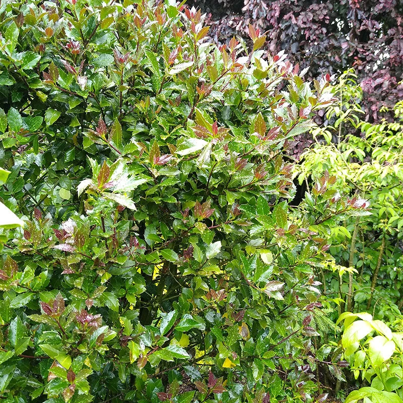 Castle Rouge⢠Blue Holly - Image 3