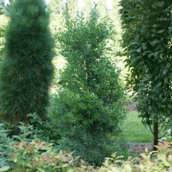 Squeeze Box™ Inkberry Holly