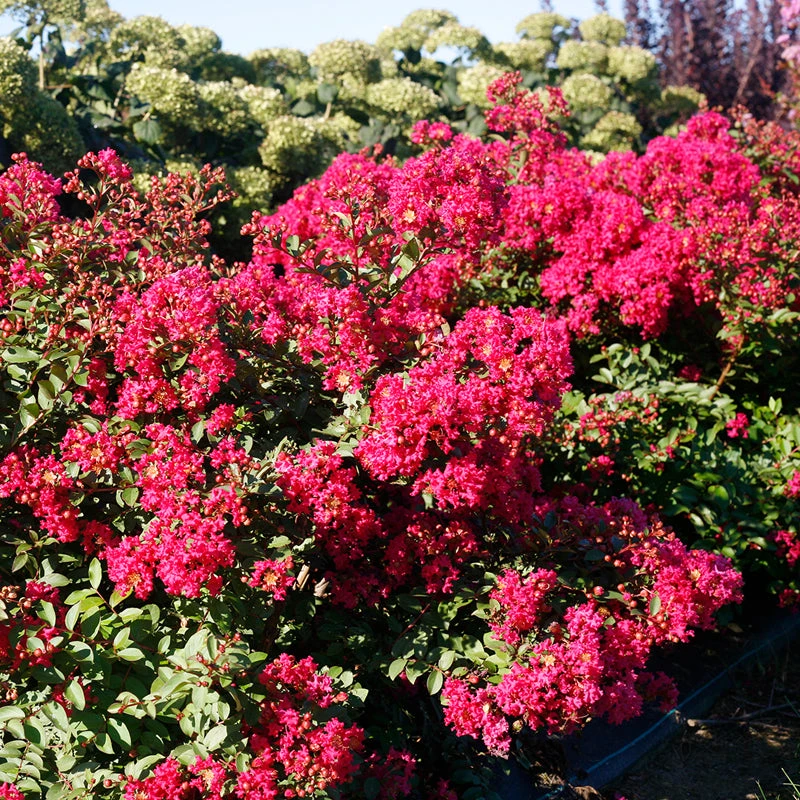 Infinitini Watermelon® Crapemyrtle - Image 3